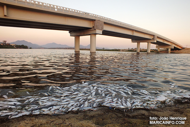 Maricá: Mortandade de peixes afasta banhistas de lagoa na Barra