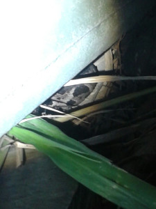 Uma cobra jararaca de aproximadamente um metro de comprimento foi encontrada na última terça-feira (22) em ponto de ônibus no loteamento Manu Manuela Village, em Maricá. O cantor Roberto Gimenez, de 27 anos, contou que estava com a sua mãe, por volta das 18h20, quando avistou a cobra venenosa. Ele conseguiu pegar um pequeno balde e a colocou dentro, acionando o Corpo de Bombeiros, que levou o animal. A cobra se escondeu debaixo de uma caixa d'água, próximo a um trailer abandonado, ao lado do canal que corta o loteamento. A Jararaca-da-mata (Bothrops jararaca) é uma serpente de até 1,6 m, encontrada no Brasil (da Bahia ao Rio Grande do Sul) e em regiões adjacentes no Paraguai e Argentina. Possui corpo marrom com manchas triangulares escuras, faixa horizontal preta atrás do olho, e região ao redor da boca com escamas de cor ocre uniforme. A espécie é responsável por grande parte dos acidentes ofídicos registrados em sua área de ocorrência. Sua cor é marrom com amarelo escuro com rajas pretas. Perigosíssima, prepara o bote ao ver se aproximar qualquer ser. Vive em ambiente preferencialmente úmidos, como beira de rios e córregos, onde também se encontram ratos e sapos, seus pratos mais caçados. Dorme durante o dia debaixo de folhagens secas e úmidas, e gosta de tomar sol, geralmente sol pós chuva.