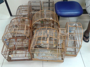 Aves silvestres eram mantidas em gaiolas em Ponta Grossa. (fotos: Mauro Luis / Maricá Info)