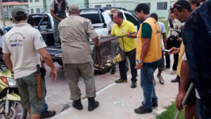 Itaipuaçu: Defesa Civil,  Bombeiros e Guardas do Parque Estadual da Serra da Tiririca capturam jaguatirica. (foto: Reprodução / Prefeitura  de Maricá)