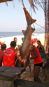 Tubarão de aproximadamente 2 metros foi capturado em Itaipuaçu. (foto: Lucas Oliveira)