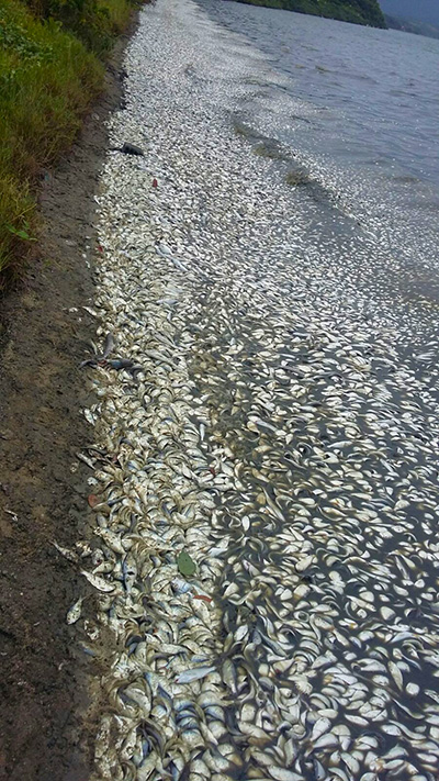 Mortandade de peixes registrada neste fim de semana na Barra de Maricá. 