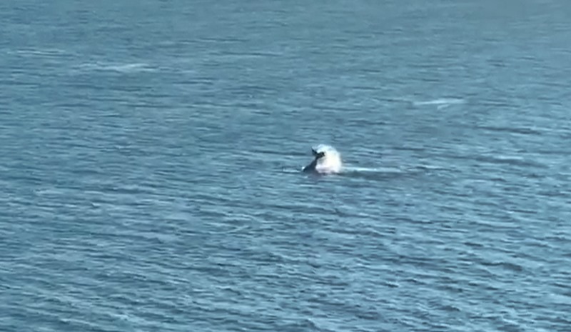 baleias litoral ponta negra
