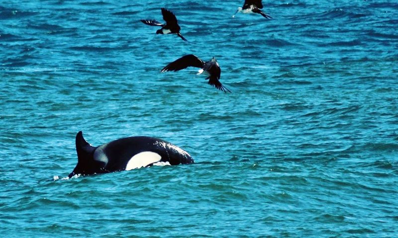 orcas marica