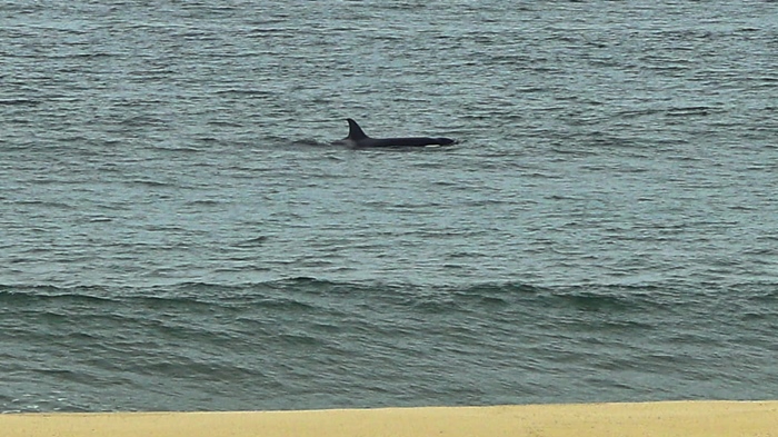 orca marica