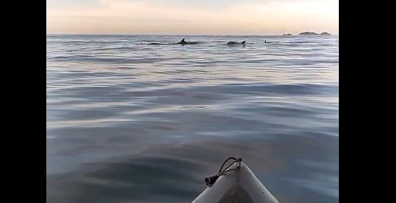 golfinhos barra de marica