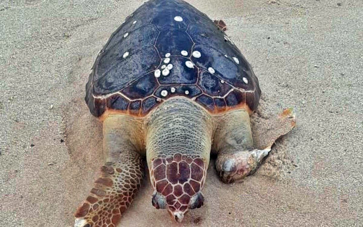 tartaruga marinha itaipuacu