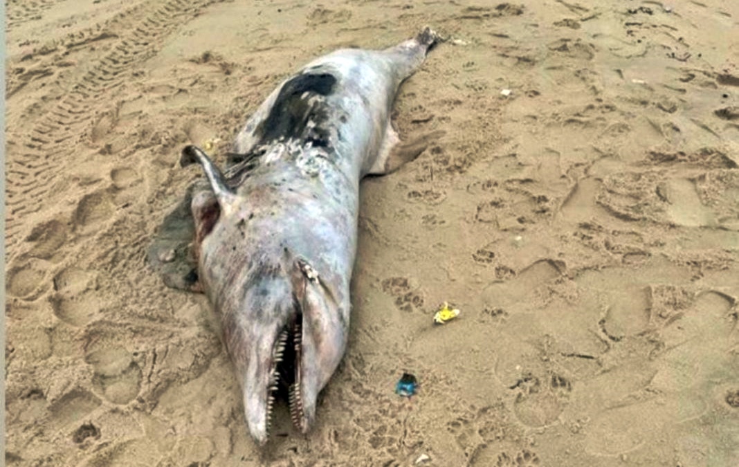 golfinho encontrado morto