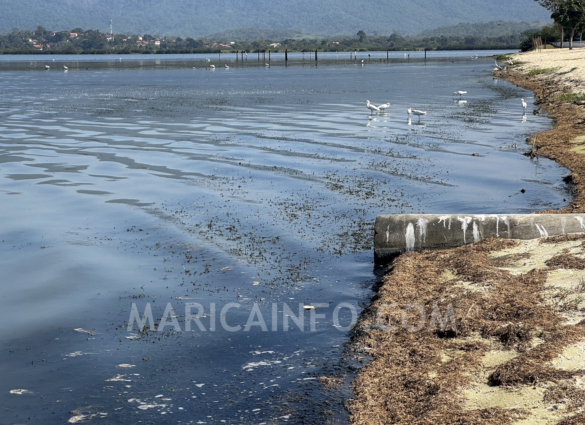 Lingua Negra Lagoa de Aracatiba Marica Setembro 2024 Esgoto