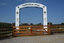 farmacia viva