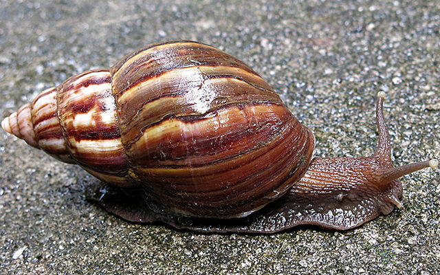 achatina fulica colecao dentro caramujo fiocruz e1737515420957