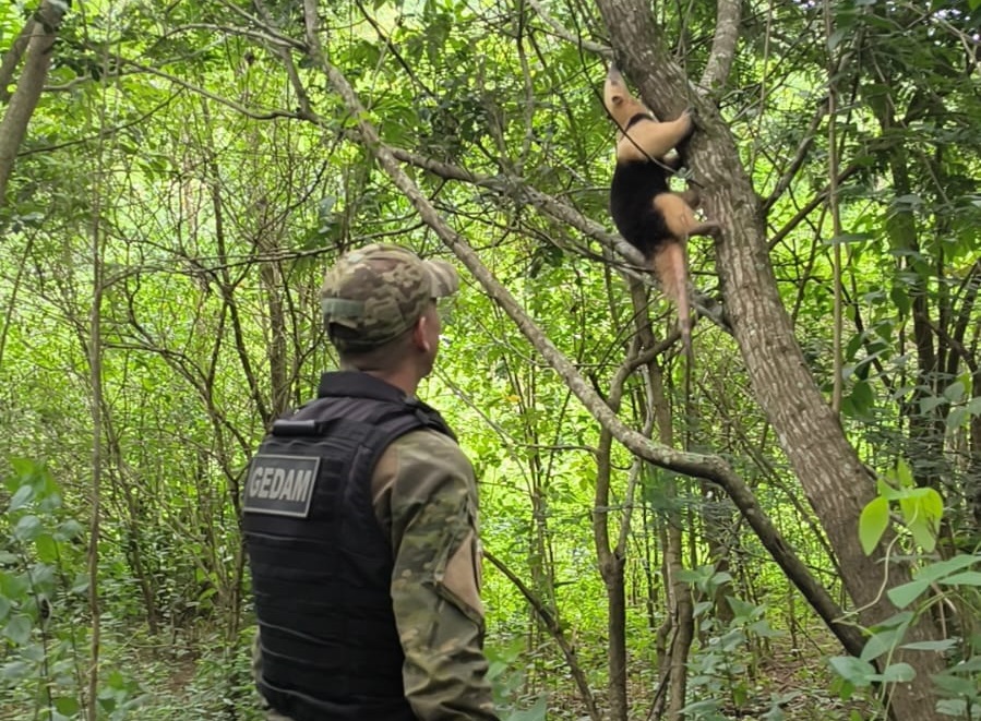 resgate tamandua