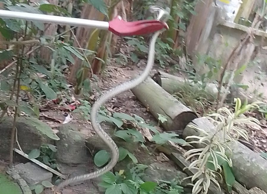 jararaca