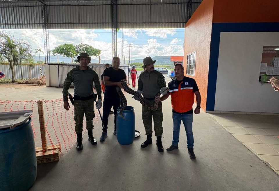 Agentes do Grupamento Especial de Defesa Ambiental (Gedam) resgatam jiboia em bairro de Maricá 1 jiboia bambui
