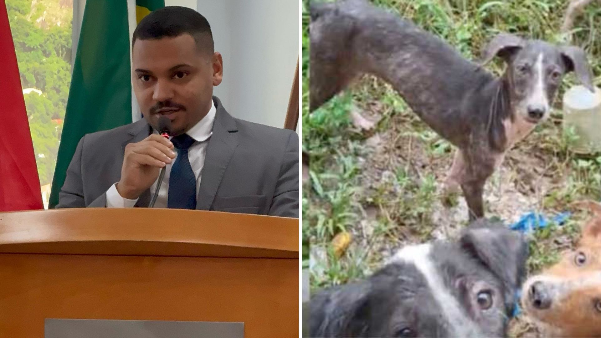Maricá: Prefeito Quaquá sanciona lei que cria "Patrulha Pet" de autoria do vereador Fabricinho do Horta 1 patrulha pet marica rj