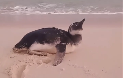 pinguim em itaipuacu