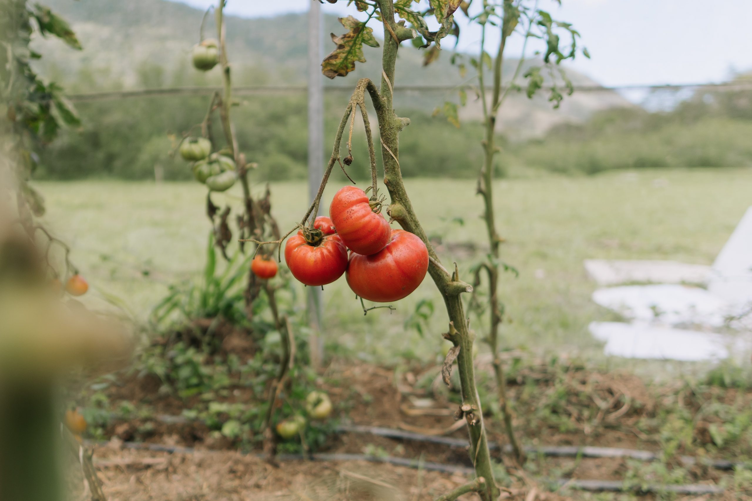 tomates