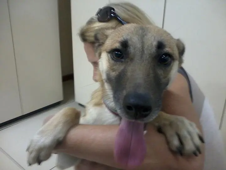 Cadela 'Cacau' em busca de adoção. (Foto: Divulgação)