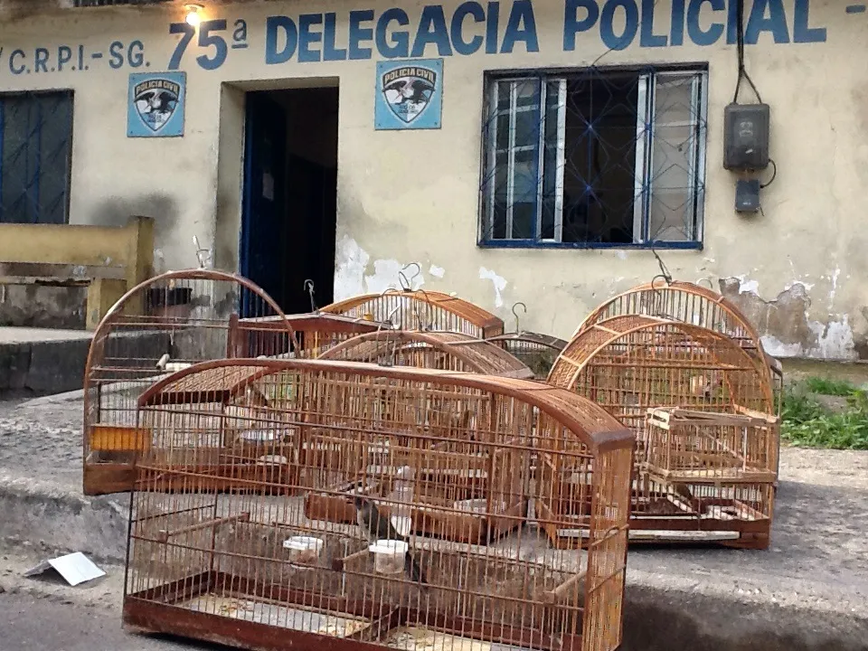 UPAm prende um e apreende pássaros em São Gonçalo 2 Após o registro de ocorrência os pássaros foram encaminhados para o Centro de Triagem de Animais.