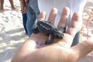 Tartarugas nasceram cerca de dois meses depois da mãe pôr os ovos.