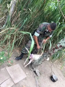 Agentes da Guarda resgatam animal que sofria maus-tratos em Maricá 1 animal maustr