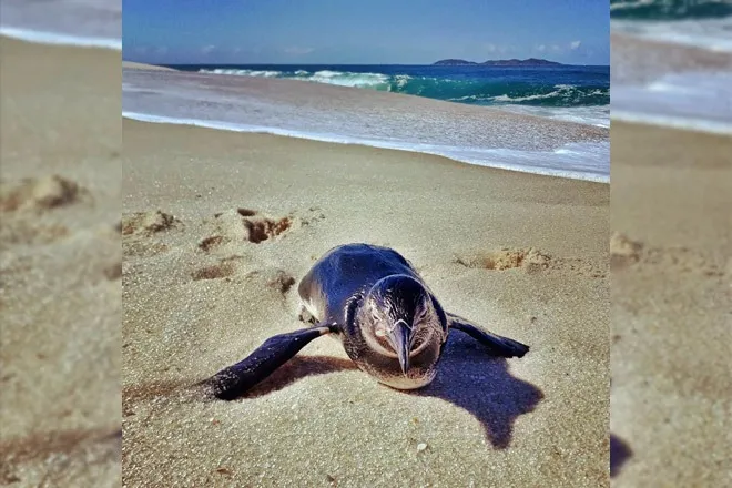 Pinguim Itaipuacu Marica RJ