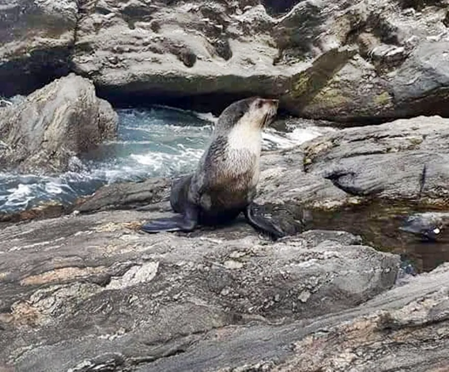 lobo marinho marica
