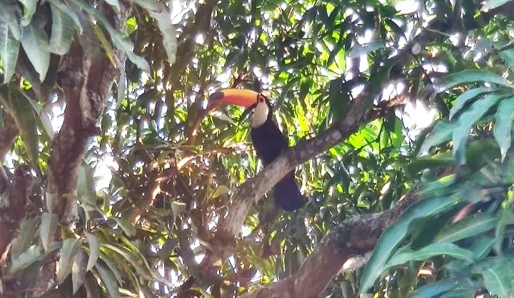 tucano marica
