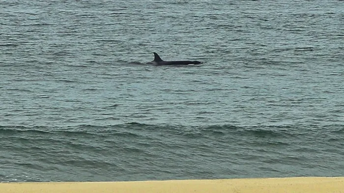 orca marica
