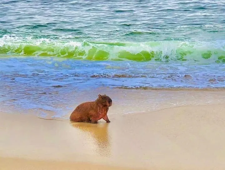 capivara itaipuacu