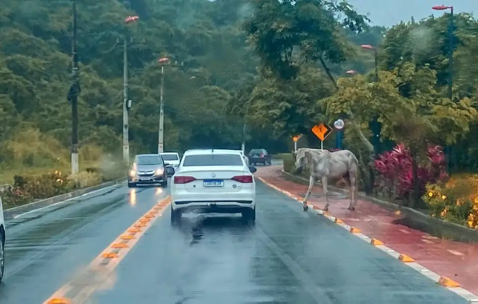 cavalo