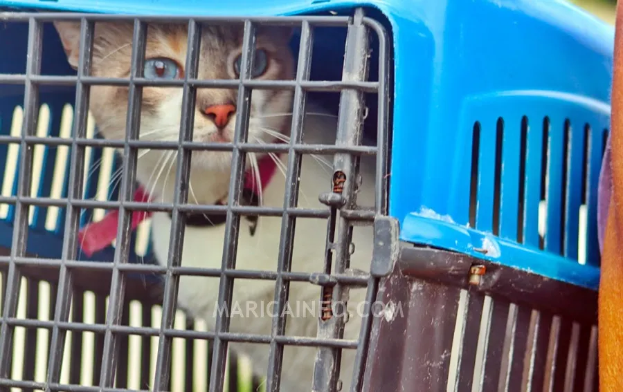 vacinacao caes e gatos