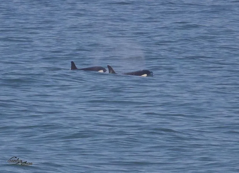 Orcas são vistas nas praias de Maricá (RJ) 3 3A5B0756 FC9A 4971 9504 BAF2FD543E15