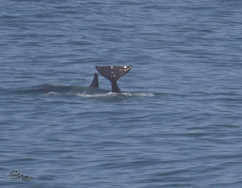 Orcas são vistas nas praias de Maricá (RJ) 2 B0DFFC26 E8A7 44CA 9ACC F01FD6572F36