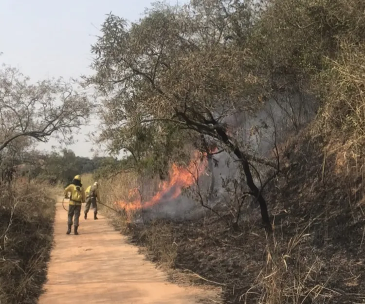 apa marica incendio