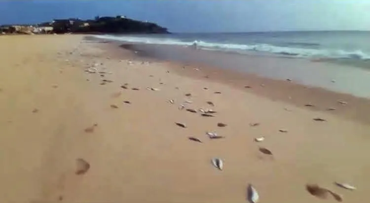 peixes ponta negra