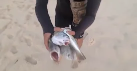peixes traineras maria