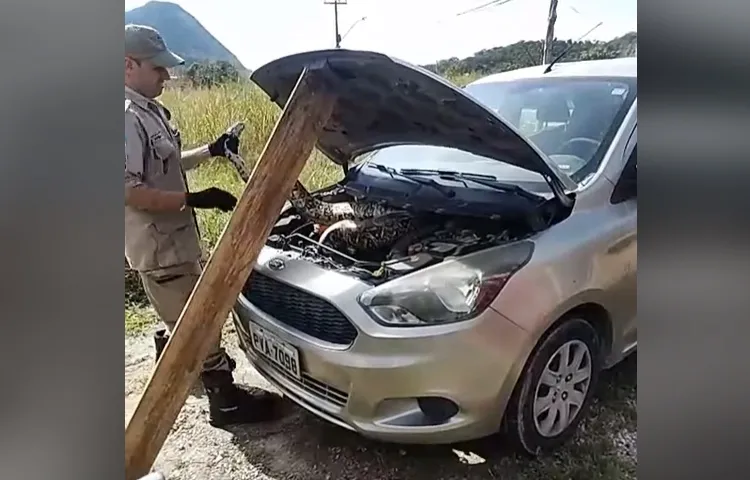 cobra carro itai
