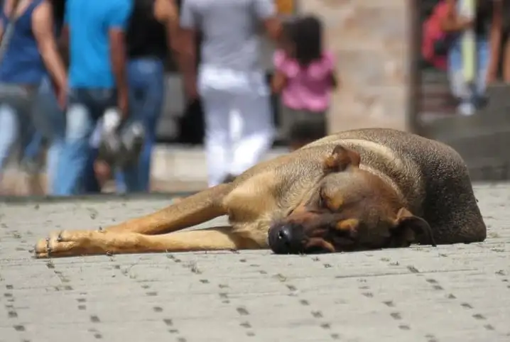 animal de rua