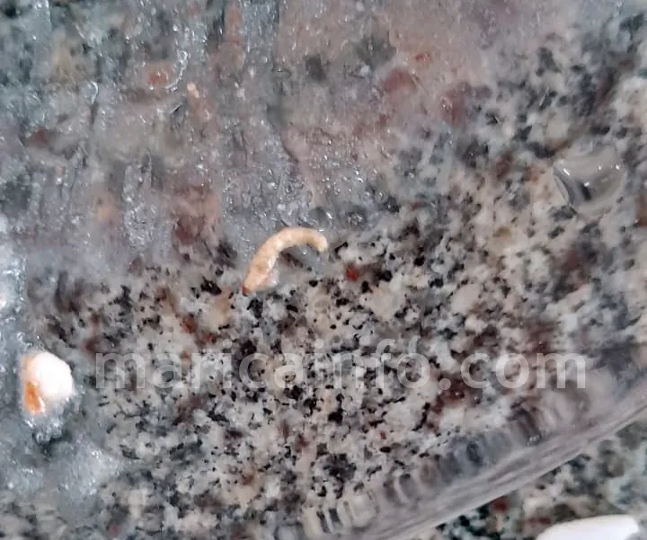 larva comida