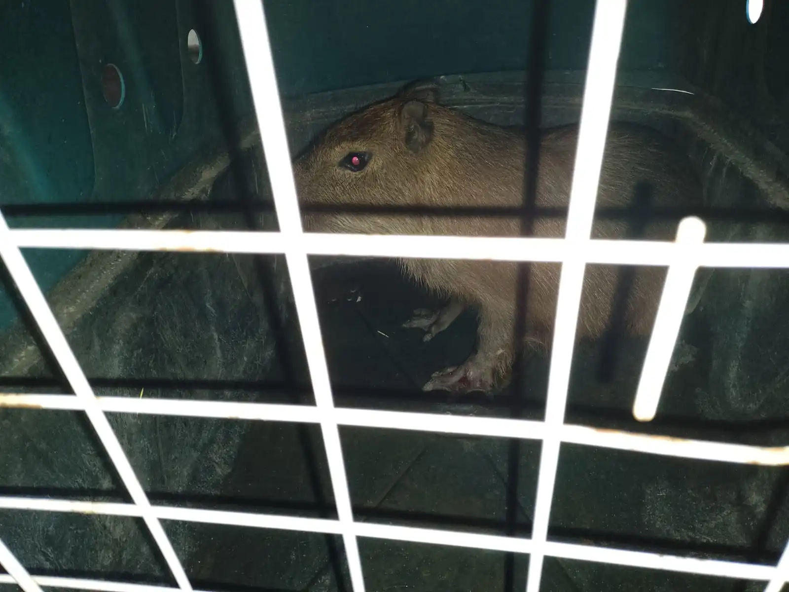 capivara bambui