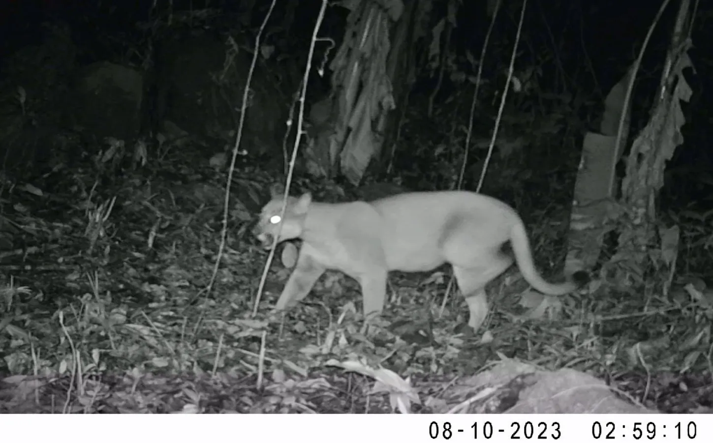 onca parda espraiado marica