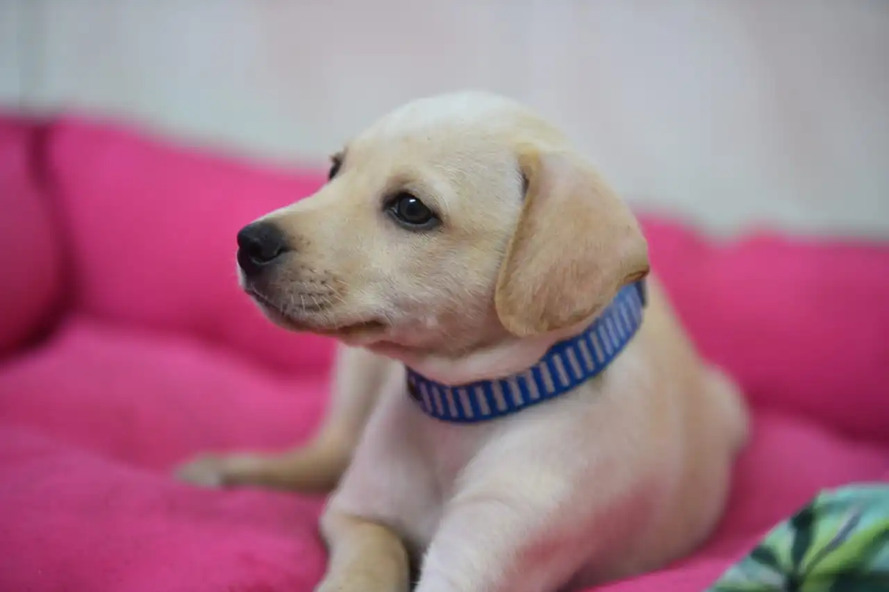 cachorrinho
