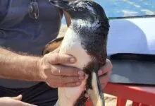 Pinguim Itaipuacu