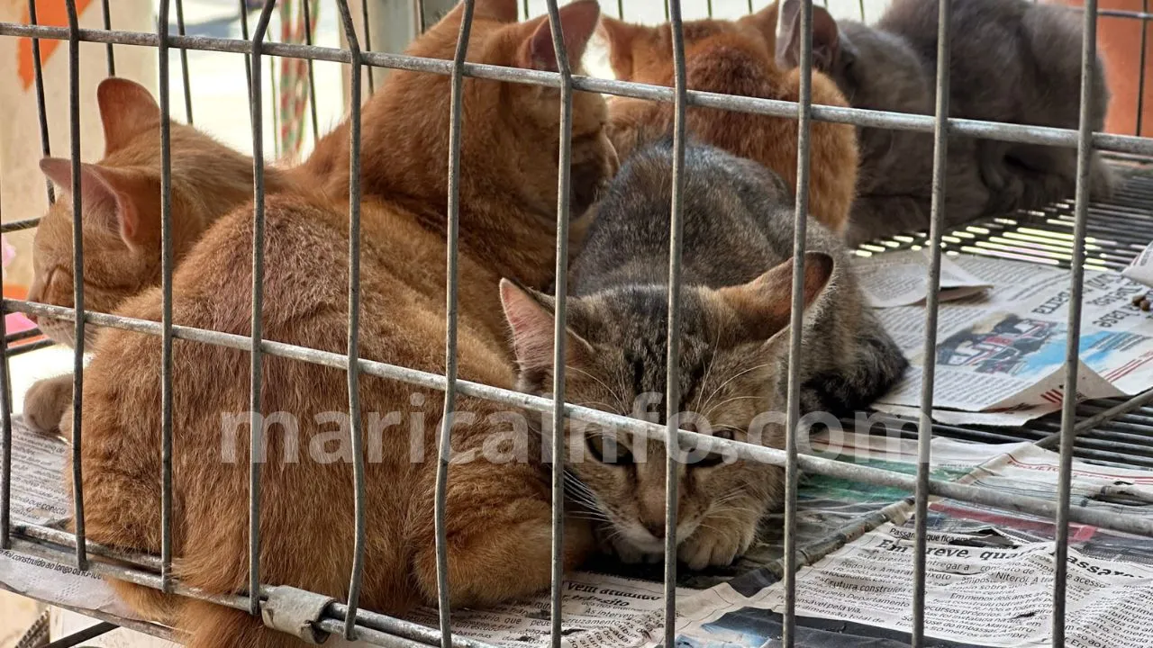 Caes e gatos feira adocao 2