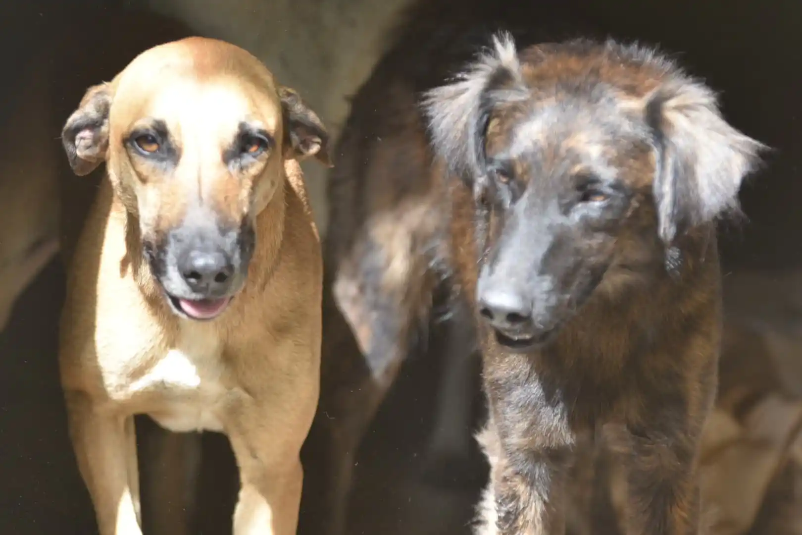 Maricá abre inscrições para castração gratuita de cães e gatos; saiba mais! 1 caes araca