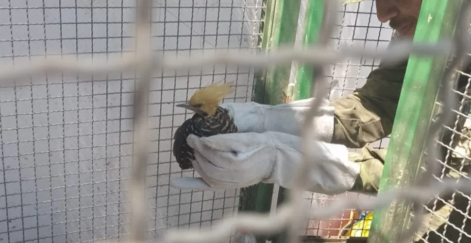 picapau