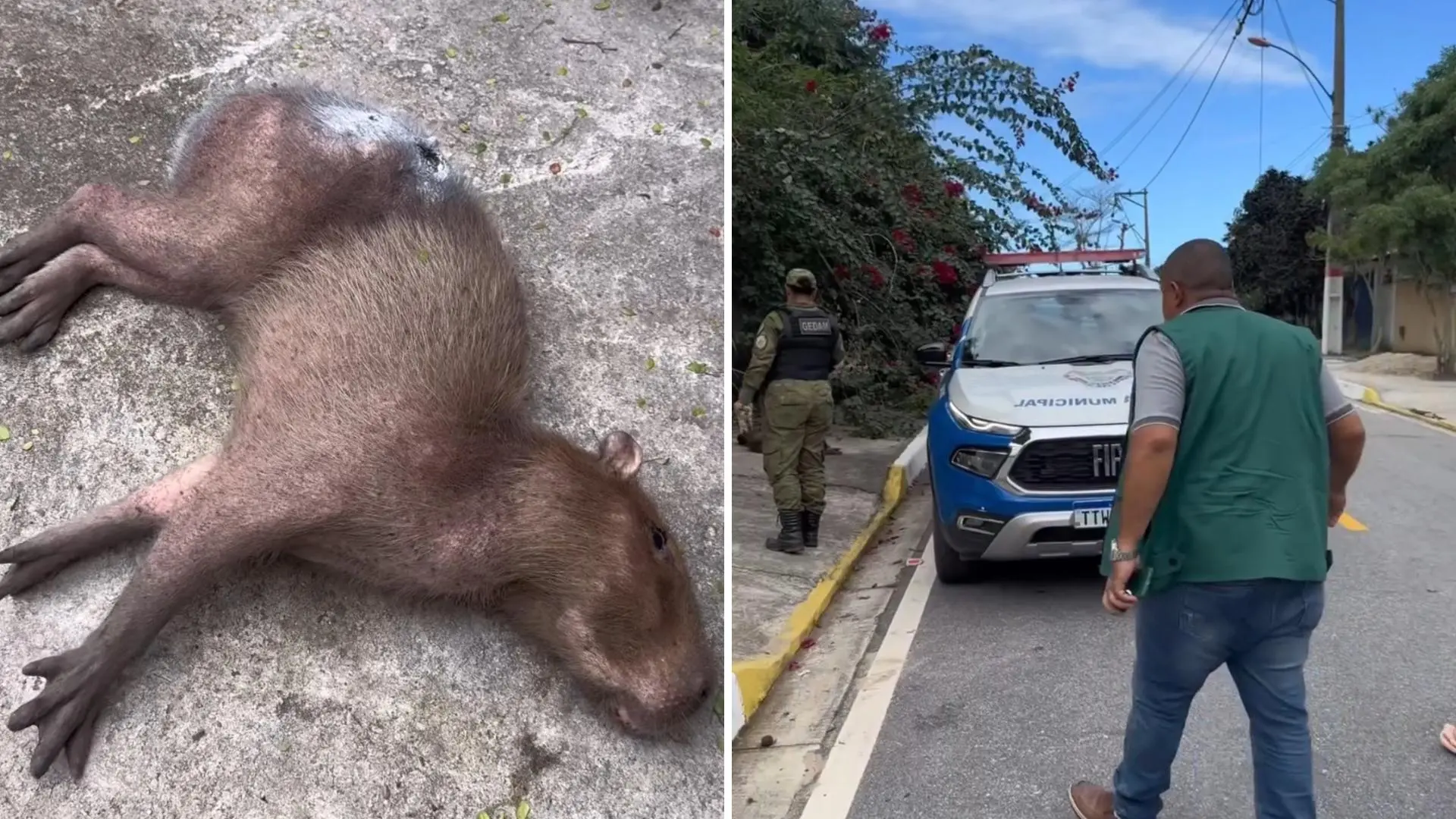 capivara ferida em itaipuacu
