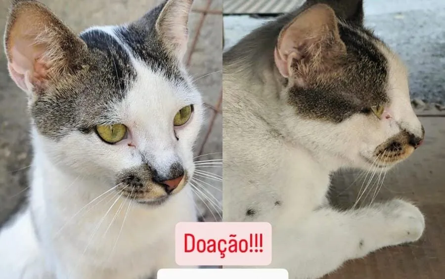 adocao de gatinho e1750950521535