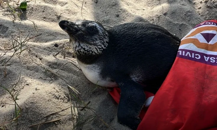 Dois pinguins são avistados em praia de Maricá; um morre e outro recebe socorro especializado 1 pinguin em marica